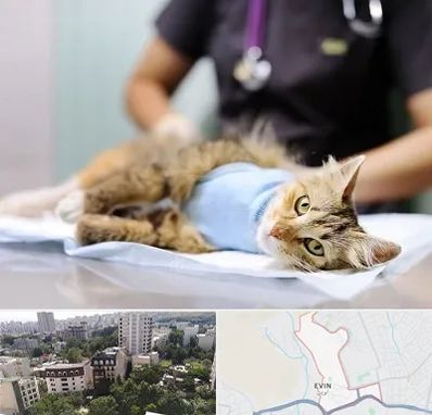 جراح حیوانات در اوین