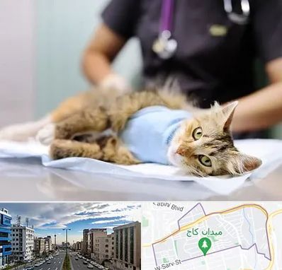 جراح حیوانات در سعادت آباد 