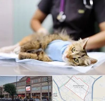 جراح حیوانات در قائمیه اسلامشهر