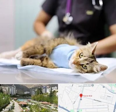 جراح حیوانات در بلوار تعاون