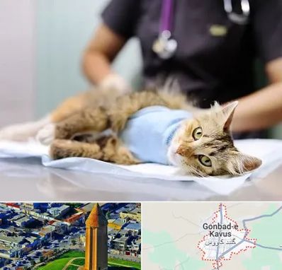 جراح حیوانات در گنبد کاووس
