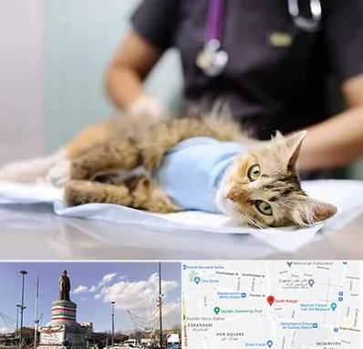 جراح حیوانات در کارگر جنوبی 