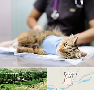 جراح حیوانات در طالقان