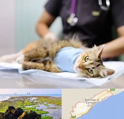 جراح حیوانات در بندرلنگه