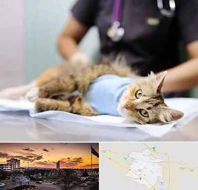 جراح حیوانات در قوچان