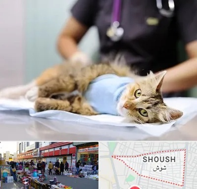 جراح حیوانات در شوش