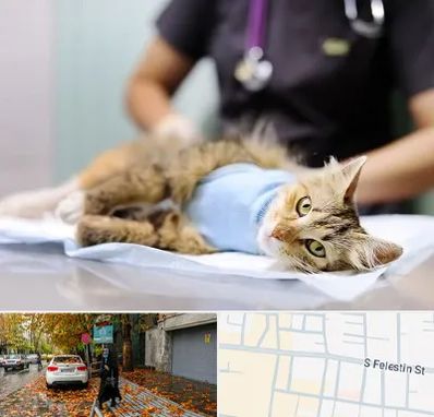 جراح حیوانات در خیابان فلسطین