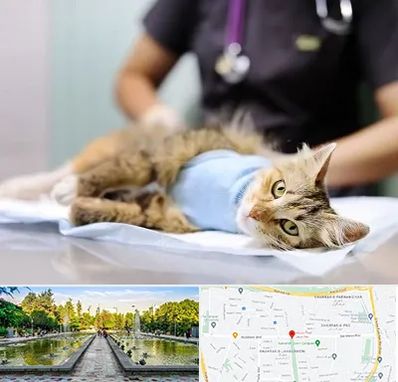 جراح حیوانات در سرسبز 