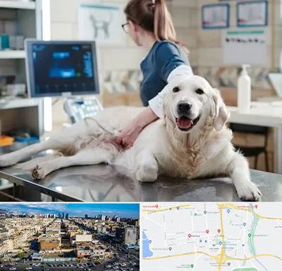 سونوگرافی حیوانات در شهرک راه آهن