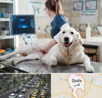 سونوگرافی حیوانات در شهر قدس