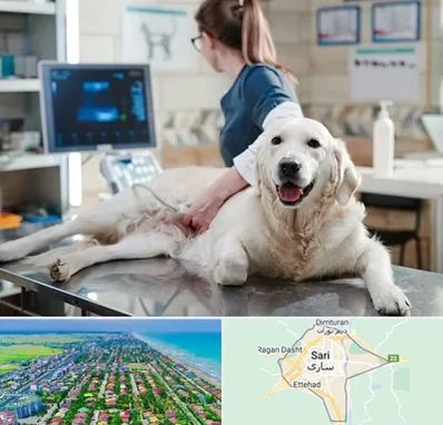 سونوگرافی حیوانات در ساری