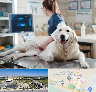 سونوگرافی حیوانات در ملارد