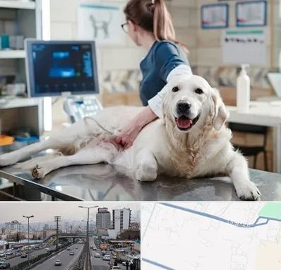 سونوگرافی حیوانات در بلوار ارتش