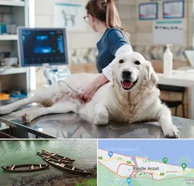 سونوگرافی حیوانات در بندر انزلی