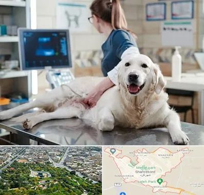 سونوگرافی حیوانات در شهرکرد