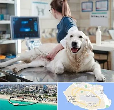 سونوگرافی حیوانات در کیش