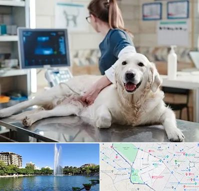 سونوگرافی حیوانات در کوهسنگی مشهد