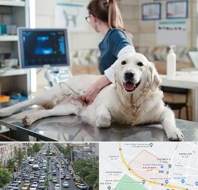 سونوگرافی حیوانات در گلشهر کرج