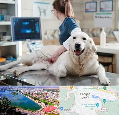 سونوگرافی حیوانات در لاهیجان