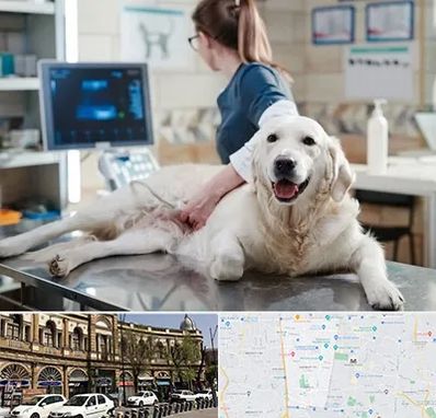 سونوگرافی حیوانات در منطقه 11 تهران 