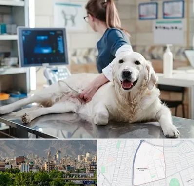 سونوگرافی حیوانات در جمشیدیه