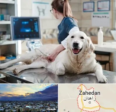سونوگرافی حیوانات در زاهدان