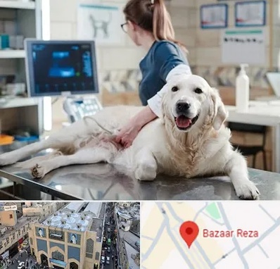 سونوگرافی حیوانات در بازار رضا مشهد