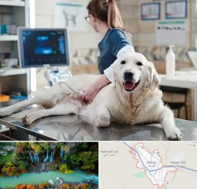 سونوگرافی حیوانات در دورود