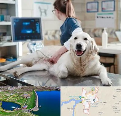 سونوگرافی حیوانات در مهاباد