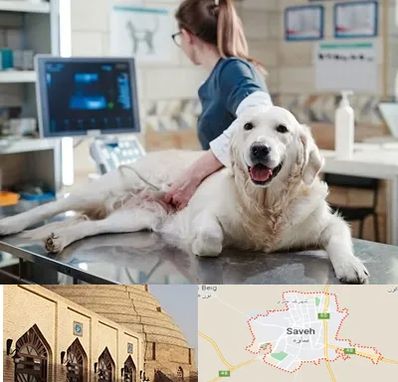 سونوگرافی حیوانات در ساوه