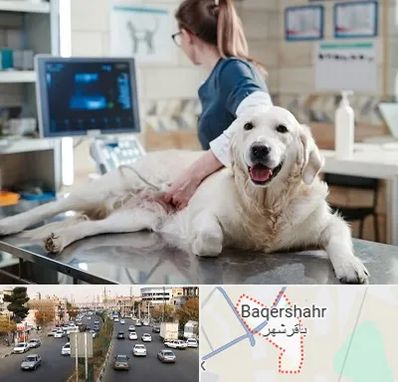 سونوگرافی حیوانات در باقرشهر