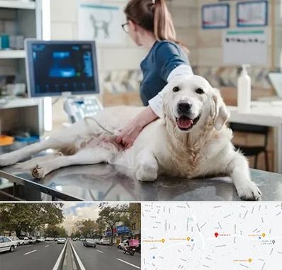 سونوگرافی حیوانات در دولت