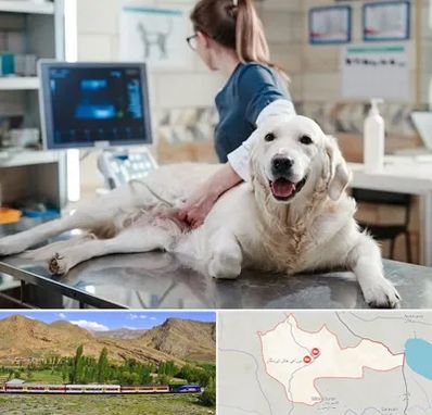 سونوگرافی حیوانات در خاش