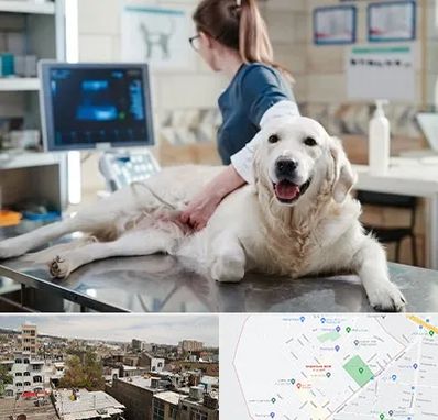 سونوگرافی حیوانات در شمیران نو