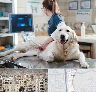 سونوگرافی حیوانات در اسکندری