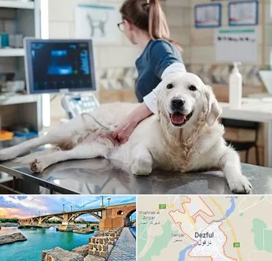 سونوگرافی حیوانات در دزفول