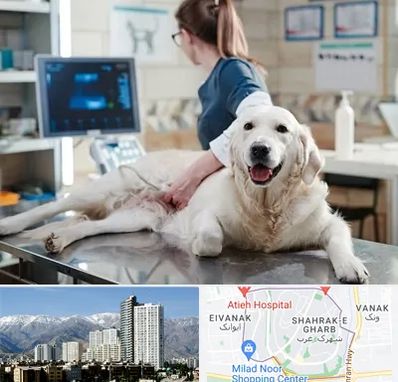 سونوگرافی حیوانات در شهرک غرب 