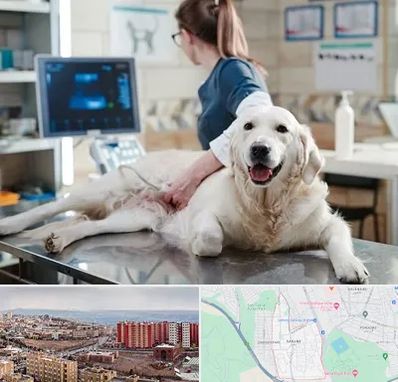 سونوگرافی حیوانات در سهند تبریز