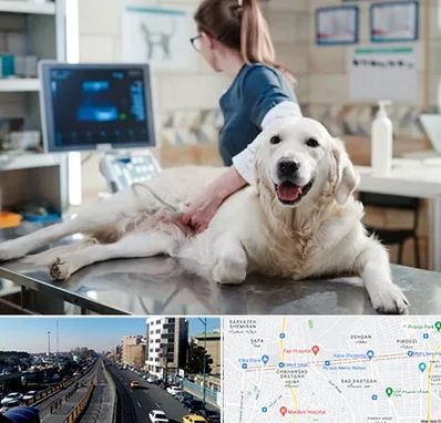 سونوگرافی حیوانات در پیروزی 