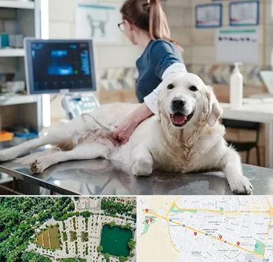 سونوگرافی حیوانات در وکیل آباد مشهد