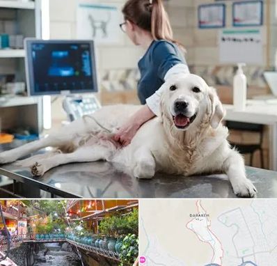 سونوگرافی حیوانات در درکه