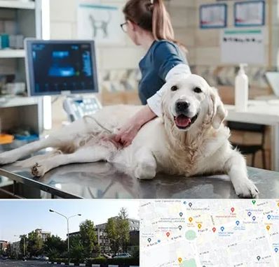 سونوگرافی حیوانات در میدان کاج 