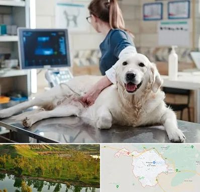 سونوگرافی حیوانات در بهبهان