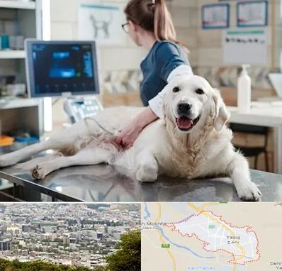 سونوگرافی حیوانات در یاسوج