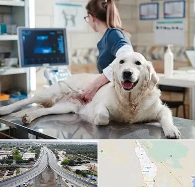 سونوگرافی حیوانات در اندیمشک