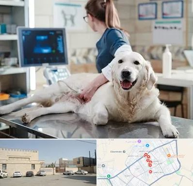 سونوگرافی حیوانات در نواب اسلامشهر