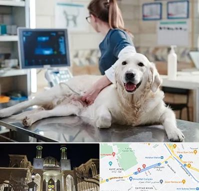 سونوگرافی حیوانات در زرگری شیراز