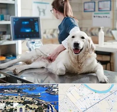 سونوگرافی حیوانات در کوروش اهواز