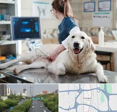 سونوگرافی حیوانات در توانیر