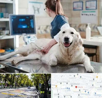 سونوگرافی حیوانات در میرداماد 